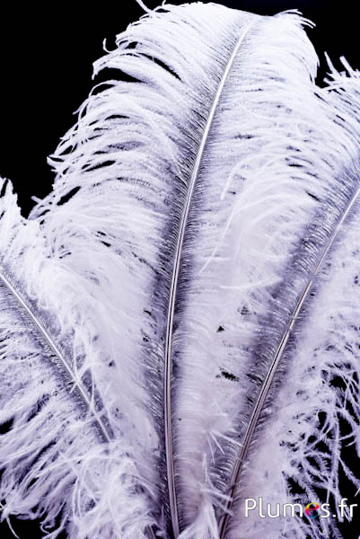 Struis met zilveren schacht – 50-60 cm – wit  